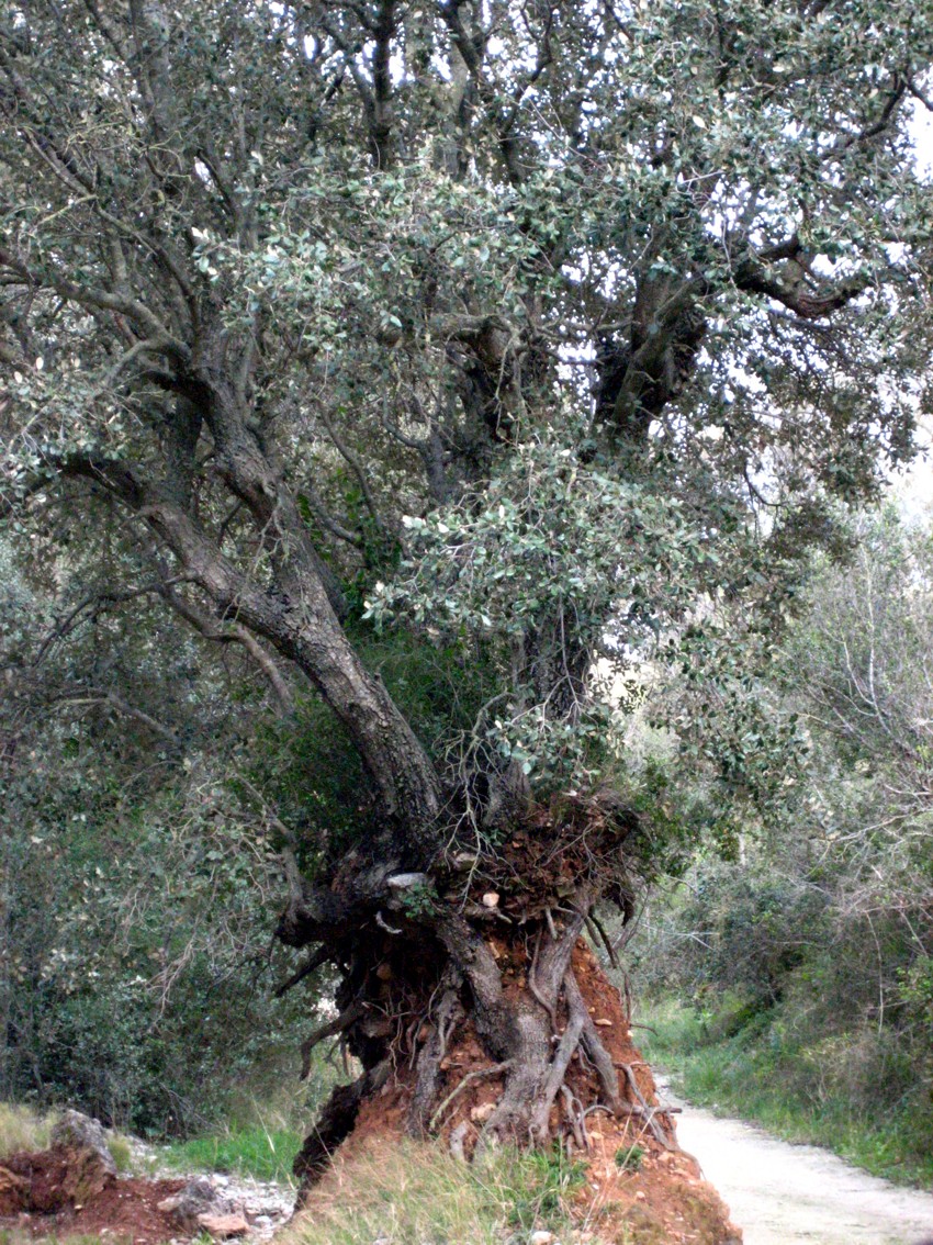 بلوط همیشه سبز